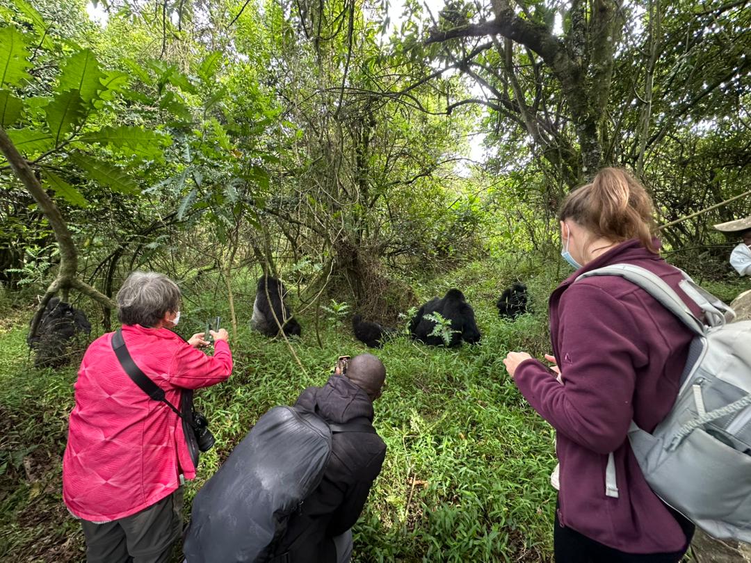 Rwanda Primates Safari